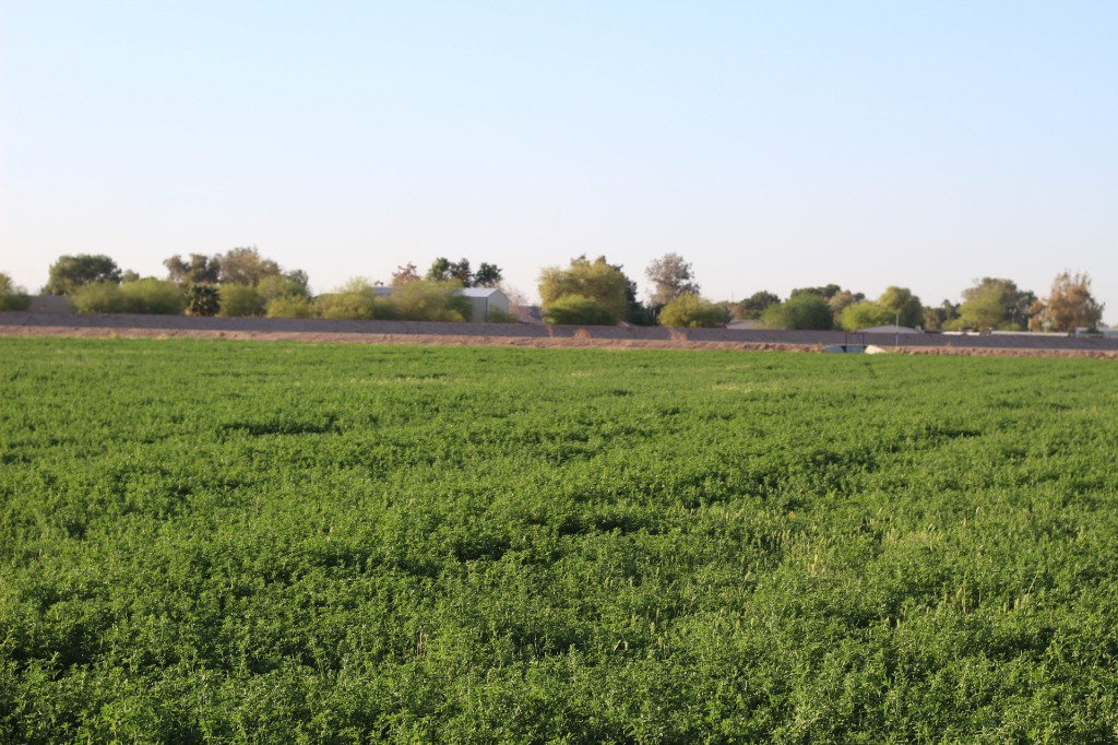 Green fields in Yuma
